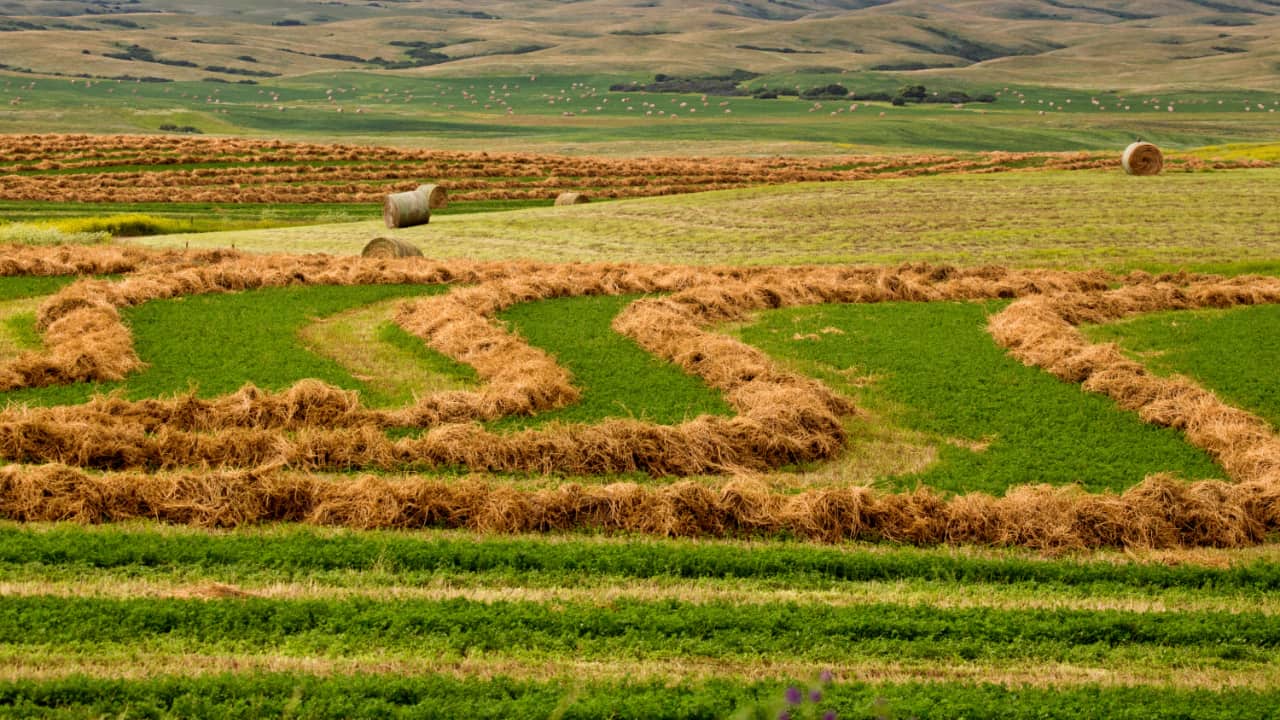 Bails of hay and green vegetation in open landscape