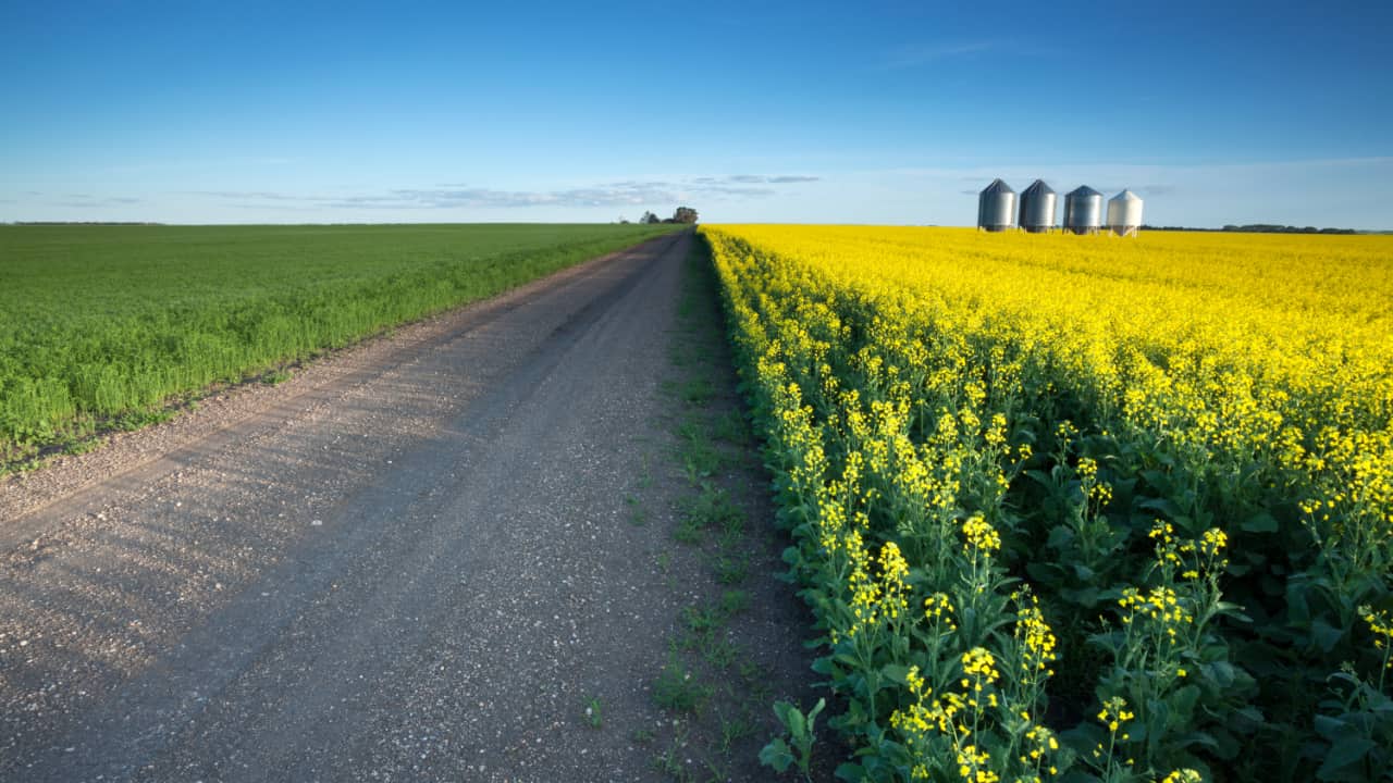 Gravel country road dividing fields of green and yellow vegetation with silver silos in background