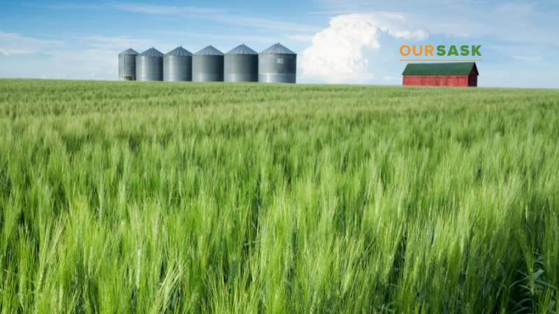 Green wheat field in the foreground with a red barn and grey agriculture silos in the background